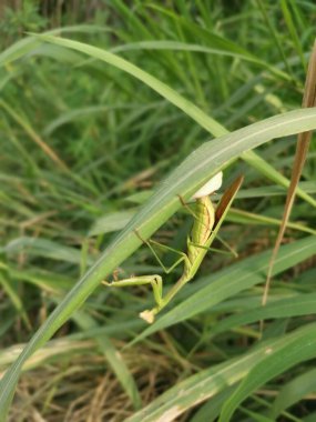 Peygamber devesi dişisi çimenlerin üzerine yumurta keseleri bırakıyor.