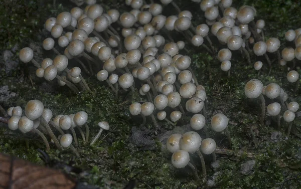 Multe Dintre Ciupercile Sălbatice Panaeolus Cianescens — Fotografie, imagine de stoc