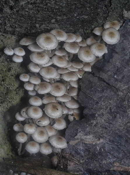 Many Wild Panaeolus Cyanescens Mushrooms — Stock Photo, Image