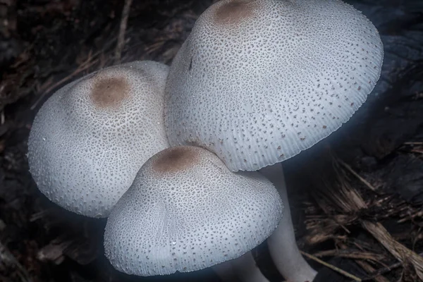 Wild White Agaricus Arvensis Mushroom — Stock Photo, Image