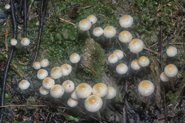 Wiele Dzikich Grzybów Panaeolus Cyanescens — Zdjęcie stockowe