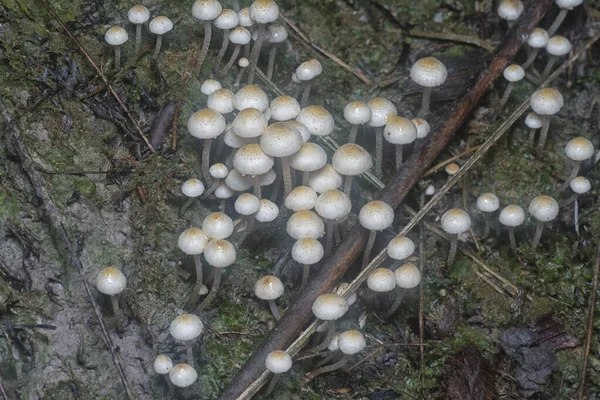 Muitos Dos Cogumelos Panaeolus Cyanescens Selvagens — Fotografia de Stock