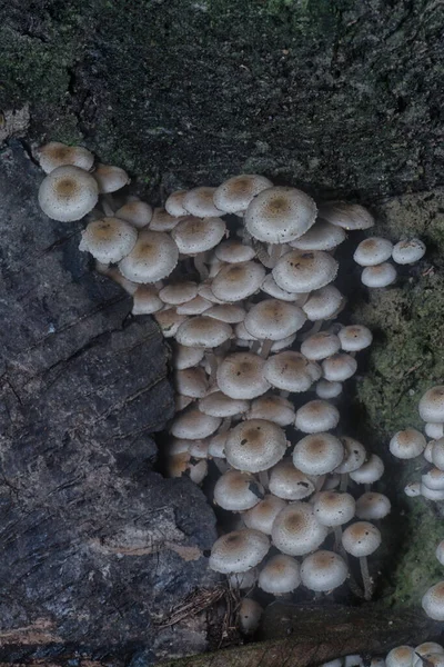 Many Wild Panaeolus Cyanescens Mushrooms —  Fotos de Stock