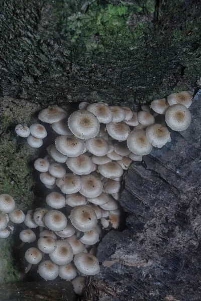 Many Wild Panaeolus Cyanescens Mushrooms — Stock Photo, Image