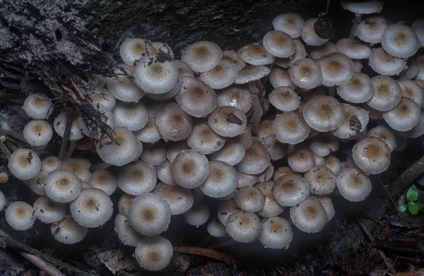 Muitos Dos Cogumelos Panaeolus Cyanescens Selvagens — Fotografia de Stock