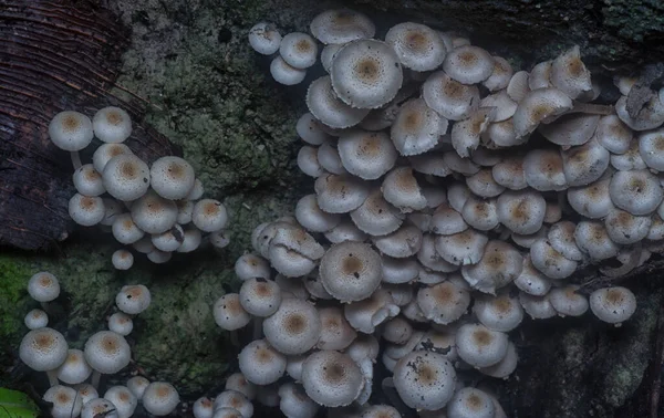 Muitos Dos Cogumelos Panaeolus Cyanescens Selvagens — Fotografia de Stock