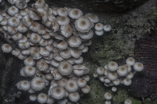 Muitos Dos Cogumelos Panaeolus Cyanescens Selvagens — Fotografia de Stock