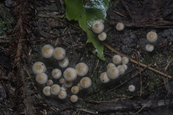 Many Wild Panaeolus Cyanescens Mushrooms — Foto de Stock