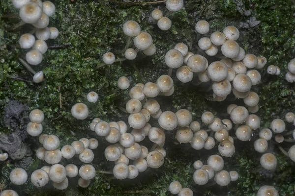 Many Wild Panaeolus Cyanescens Mushrooms —  Fotos de Stock