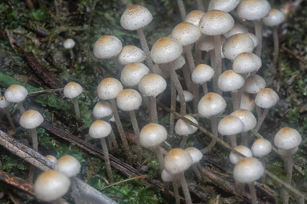 Muitos Dos Cogumelos Panaeolus Cyanescens Selvagens — Fotografia de Stock