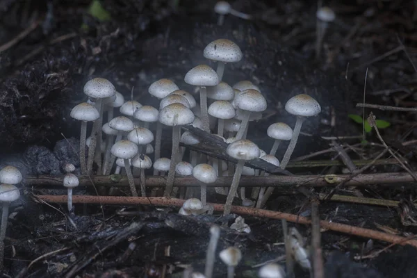 Πολλά Από Άγρια Μανιτάρια Panaeolus Cyanescens — Φωτογραφία Αρχείου