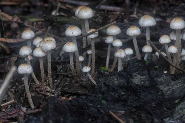 Muitos Dos Cogumelos Panaeolus Cyanescens Selvagens — Fotografia de Stock