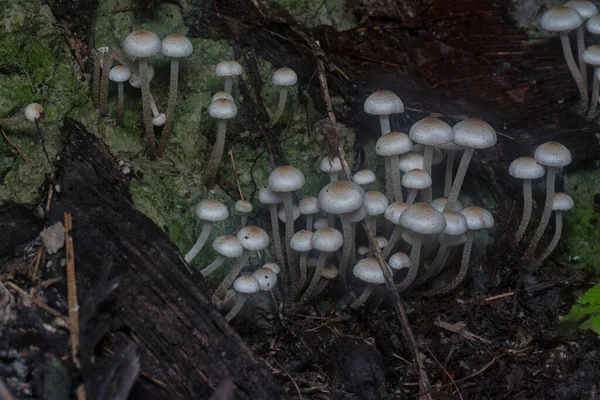 Muitos Dos Cogumelos Panaeolus Cyanescens Selvagens — Fotografia de Stock