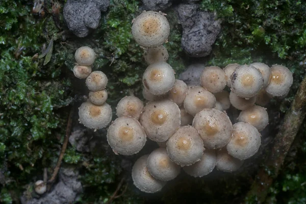 野生のPanaeolus Cyanescensキノコの多くは — ストック写真