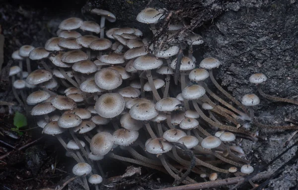 Muitos Dos Cogumelos Panaeolus Cyanescens Selvagens — Fotografia de Stock