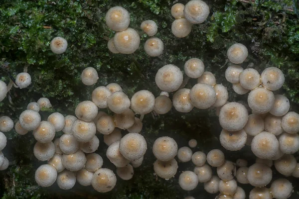 Many Wild Panaeolus Cyanescens Mushrooms —  Fotos de Stock