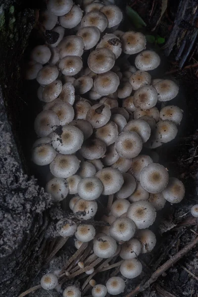 Wiele Dzikich Grzybów Panaeolus Cyanescens — Zdjęcie stockowe