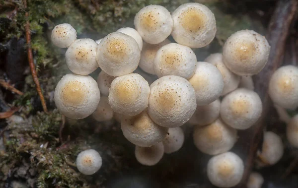 Muitos Dos Cogumelos Panaeolus Cyanescens Selvagens — Fotografia de Stock