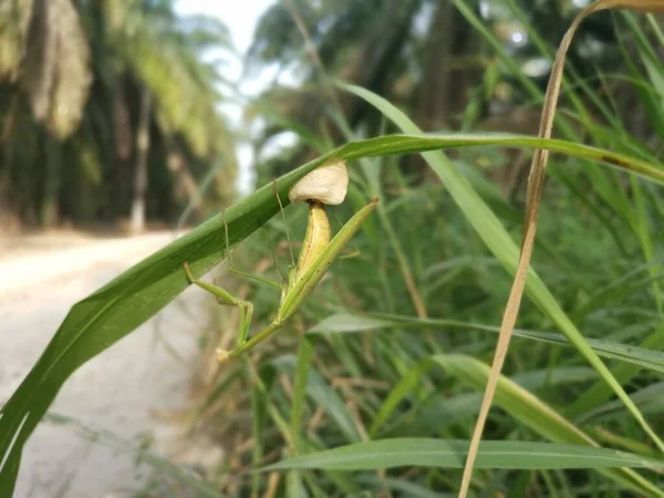 Προσευχής Mantis Θηλυκό Ωοτοκίας Σάκους Αυγών Στη Λεπίδα Του Χόρτου — Φωτογραφία Αρχείου