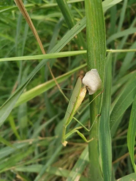 Προσευχής Mantis Θηλυκό Ωοτοκίας Σάκους Αυγών Στη Λεπίδα Του Χόρτου — Φωτογραφία Αρχείου