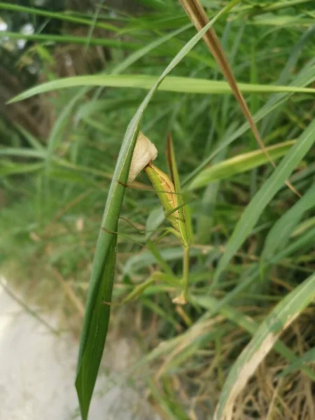 Praying Mantis Female Laying Egg Sacs Blade Grass — Photo
