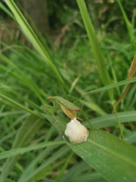 Προσευχής Mantis Θηλυκό Ωοτοκίας Σάκους Αυγών Στη Λεπίδα Του Χόρτου — Φωτογραφία Αρχείου