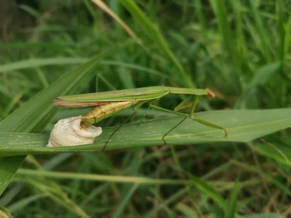 Bedjande Mantis Hona Äggsäckar Bladet Gräs — Stockfoto