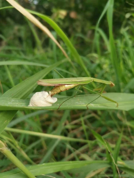 Praying Mantis Female Laying Egg Sacs Blade Grass — Photo