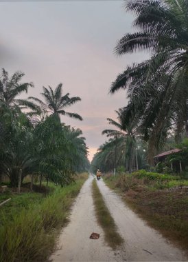 Sabah kırsal kesimdeki çiftliğe doğru