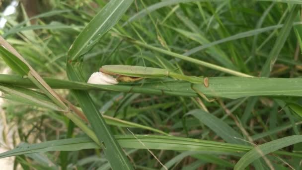 Mantis Religiosa Hembra Poniendo Sacos Huevo Hoja Hierba — Vídeo de stock