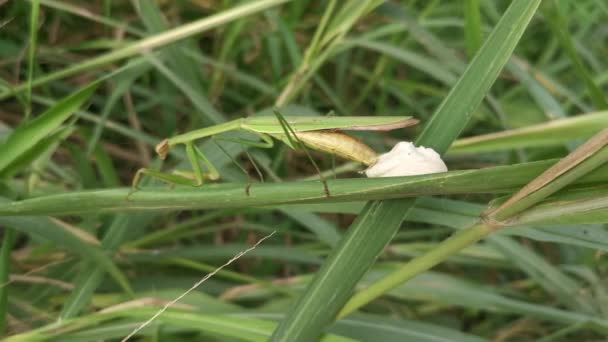 Femelle Priant Mantis Pondre Des Sacs Œufs Sur Brin Herbe — Video