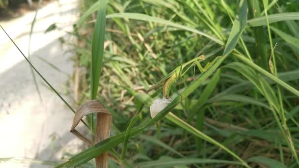 Femelle Priant Mantis Pondre Des Sacs Œufs Sur Brin Herbe — Video