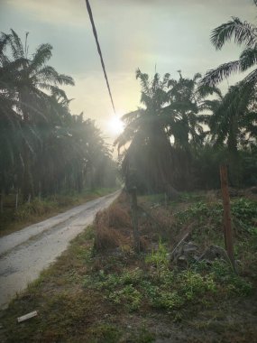 Çiftlik kırsal yolundaki sabah manzarası..