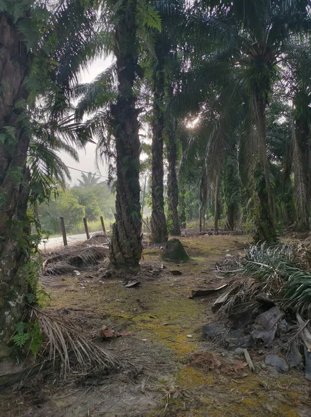 Morning Scenery Plantation Rural Road — Stock Photo, Image