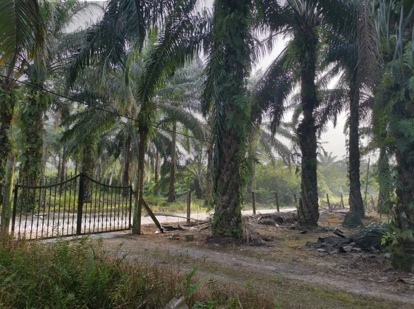 Paysage Matin Plantation Route Rurale — Photo