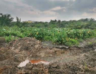 Taro bitki örtüsü çevresindeki manzara