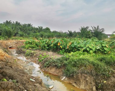 Taro bitki örtüsü çevresindeki manzara