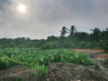 Taro bitki örtüsü çevresindeki manzara
