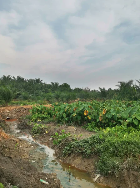 Scène Rond Taro Vegetatie Land — Stockfoto