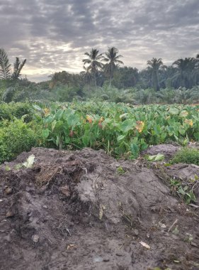 Taro bitki örtüsü çevresindeki manzara