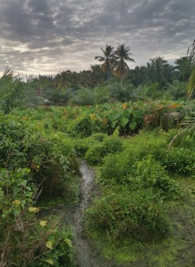 Taro bitki örtüsü çevresindeki manzara