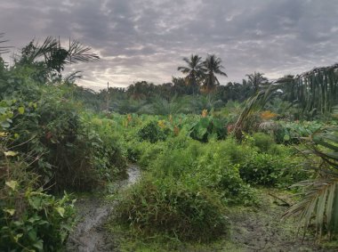 Taro bitki örtüsü çevresindeki manzara