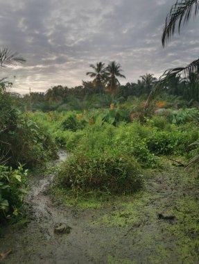 Taro bitki örtüsü çevresindeki manzara