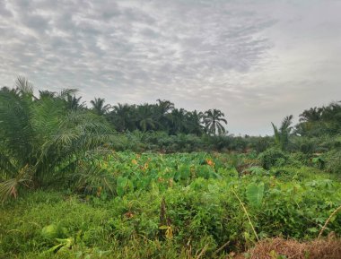 Taro bitki örtüsü çevresindeki manzara