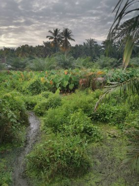 Taro bitki örtüsü çevresindeki manzara