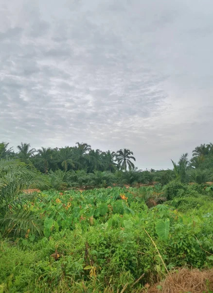 Scen Runt Taro Vegetation Mark — Stockfoto