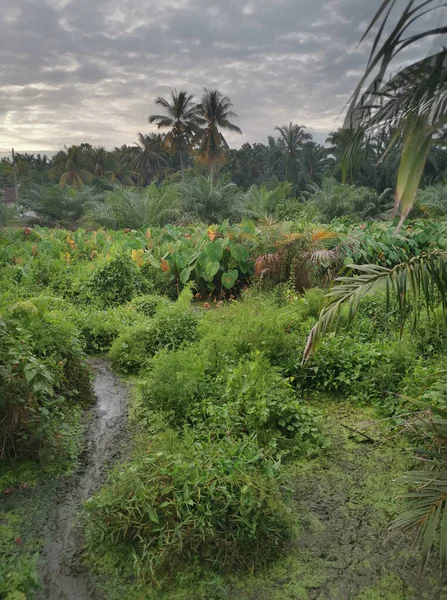 Szene Rund Die Taro Vegetation — Stockfoto