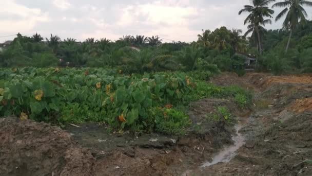 Landschaft Rund Die Taro Vegetation — Stockvideo