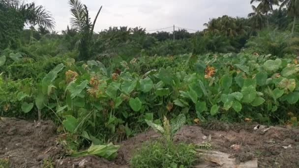 Landschaft Rund Die Taro Vegetation — Stockvideo