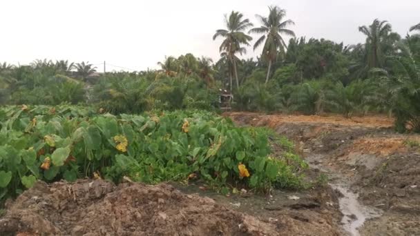 Paisaje Alrededor Tierra Vegetación Del Taro — Vídeos de Stock